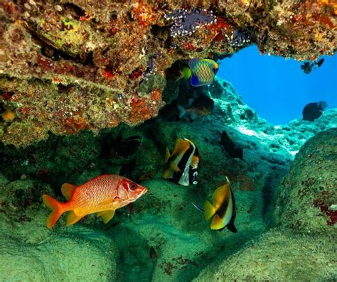 Life 的图像结果