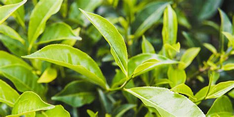 Guarana und Mate vaporisieren gegen Antriebsschwäche - SAN Vaporizer