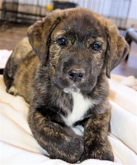 Lab Mix Lab Terrier Mix - What To Expect From This Diverse Cross
