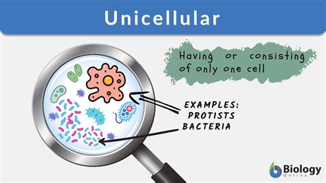 Unicellular Organism Bacteria