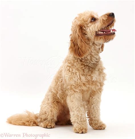 Image result for Cockapoo Dog Tung