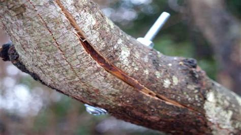 Image result for Easy Way Splitting Tree Trunks