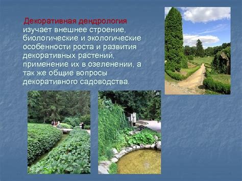 Декоративная дендрология выставка Иркутская государственная ...