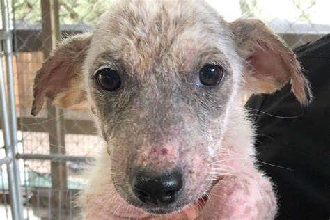 About Us - Humane Society and Adoption Center of Rockport-Fulton