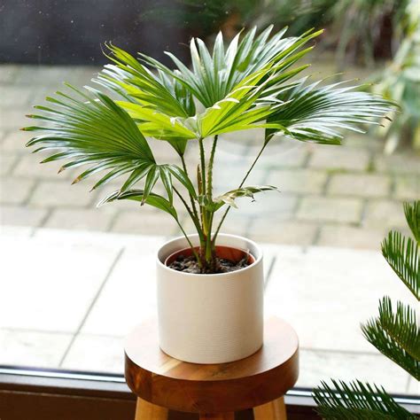 House Plant Palm Identification Indoor Palms – Happy Houseplants