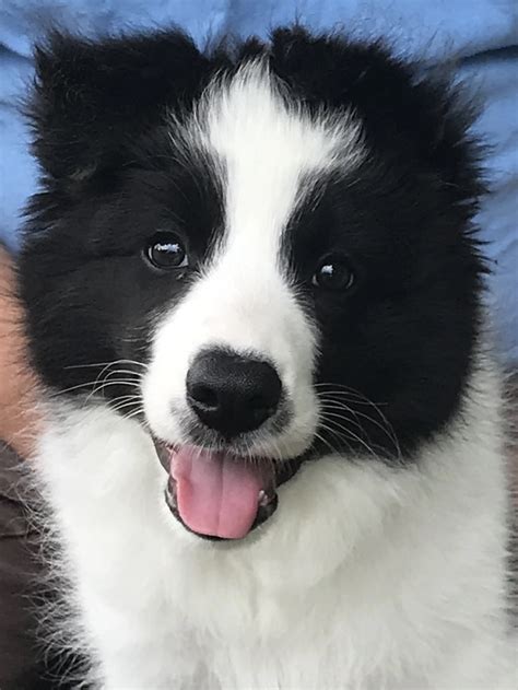 Border Collie Colors — BCSA