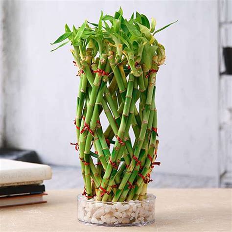 Buy Pineapple Basket Lucky Bamboo in a Bowl with Pebbles online from ...
