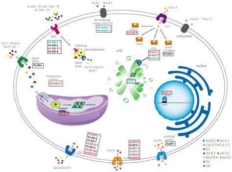 Genome Annotation of Molting-Related Protein-Coding Genes in ...