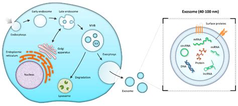 IJMS | Free Full-Text | The Role of Exosomes in Cancer Progression