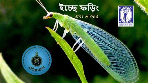 Lacewings of West Bengal