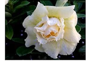 ACHC Adenium Live Plant Grafted Desert Rose Bonsai Double Petal Rosy ...