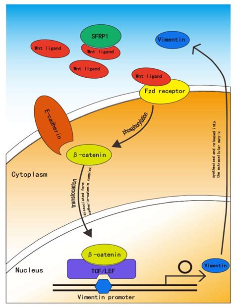 The Role of Carcinogenesis-Related Biomarkers in the Wnt Pathway and ...