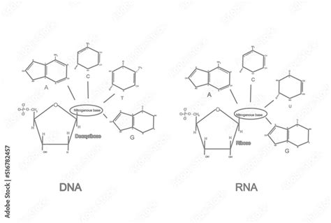 DNA Basic Unit 的图像结果