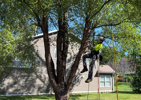 Tree Pruning Near Me 的图像结果