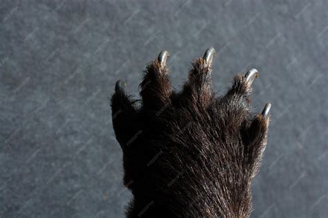 Premium Photo | Black bear paw with sharp claws