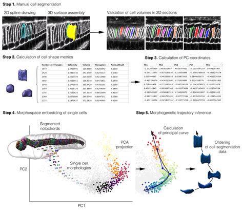 Morphospace Local Optima 的图像结果