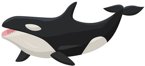 Cute Orca whale vector illustration. Killer whale cartoon clipart ...