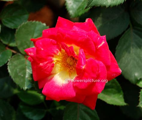 Flower Pictures List - A to Z Flowers, Plants with Names & Details