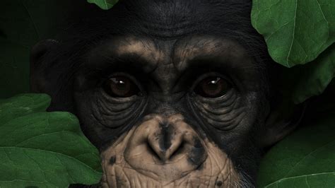 Download wallpaper 2560x1440 monkey, muzzle, leaves, portrait, 3d ...