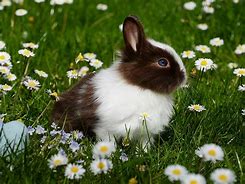 Image result for Mini Rex Rabbit Breeders