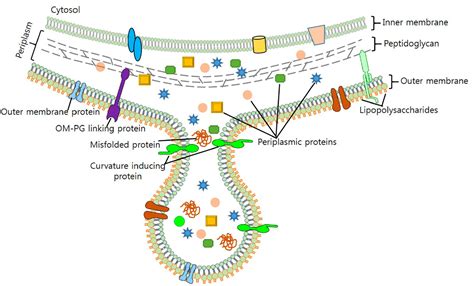 Vesicles Cell 的图像结果