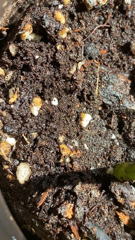 Image result for Spring Tails Bugs Under Microscope