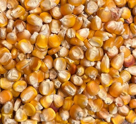 Sherwood's Seeds 20 Yellow Tuxpeno Dent Corn Plant Seeds - Walmart.com