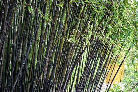 How To Keep Bamboo From Splitting » Sectorcommand