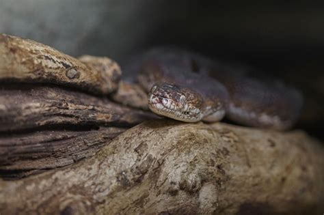 Macklot Python 的图像结果