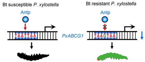 A cis-Acting Mutation in the PxABCG1 Promoter Is Associated with Cry1Ac ...