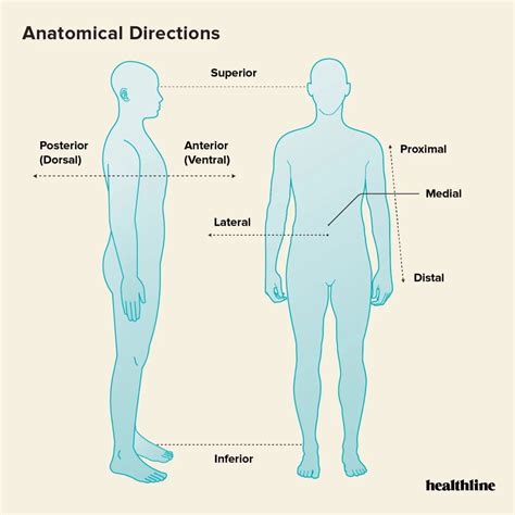 Upper Body Anatomy