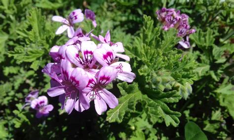 Rose Geranium And Geranium