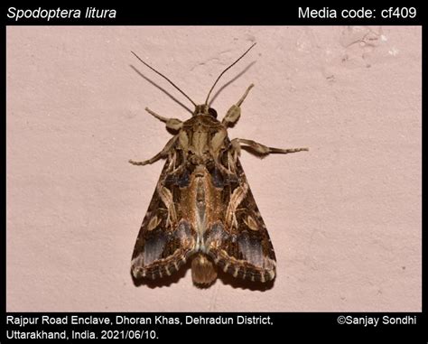 Spodoptera litura (Fabricius, 1775) - Cotton Leafworm, Tobacco Cutworm ...