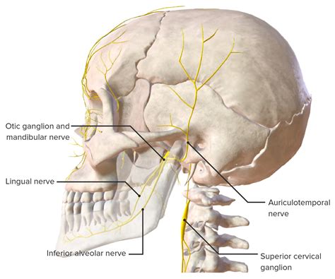 Mandíbula y Articulación Temporomandibular: Anatomía | Concise Medical Knowledge