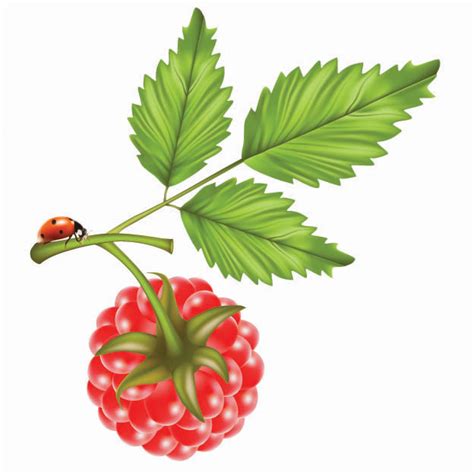 Image result for Raspberry Drawing Vector