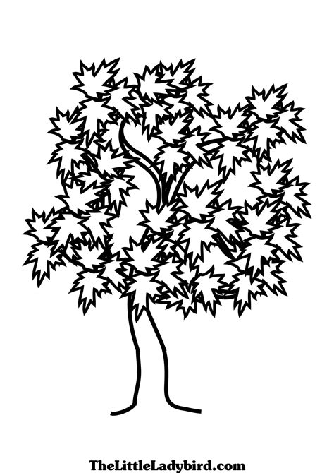 Image result for Maple Tree Drawing Reference