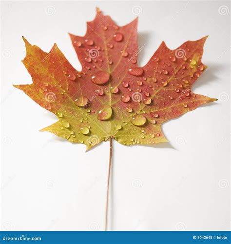 Leef Fill Color 的图像结果