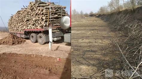 陕西农户称承包林地的4500株核桃树遭当地村委会砍伐：事前根本没有通知