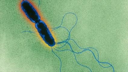 Salmonella tphimurium DT104 | IAS GYAN