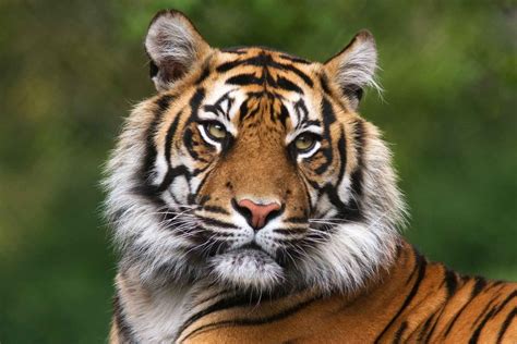 Types Of Tigers With Names