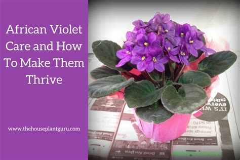 African Violet Care Indoors