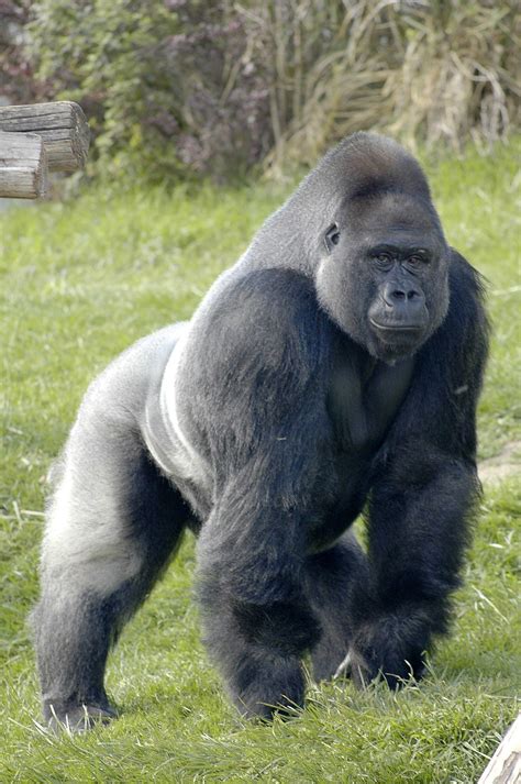 The silver back gorilla facts images photos – Artofit