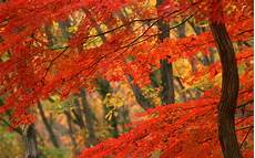 Fall Leaves Wallpaper by Pemandangan Autumn Leaves Wallpaper Fall Leaves Wallpaper
