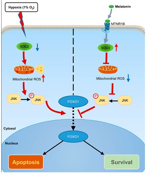 Melatonin-Mediated Suppression of mtROS-JNK-FOXO1 Pathway Alleviates ...