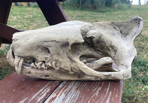 Hyaenodon Replica Skull #00043 - Craniates Curiosites: Oddity Sales and ...