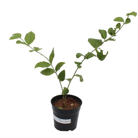 5 Layer Malli – Indian Gardens