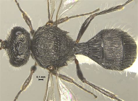 Teleasinae