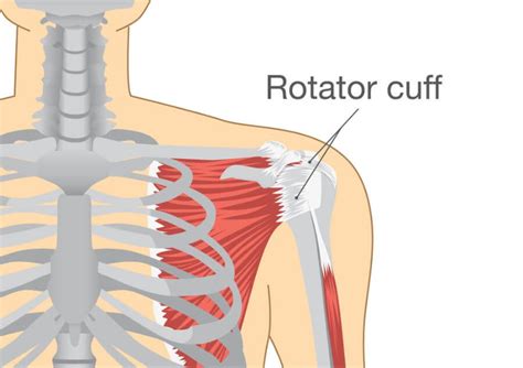 Image result for Rotator Cuff Muscle Actions