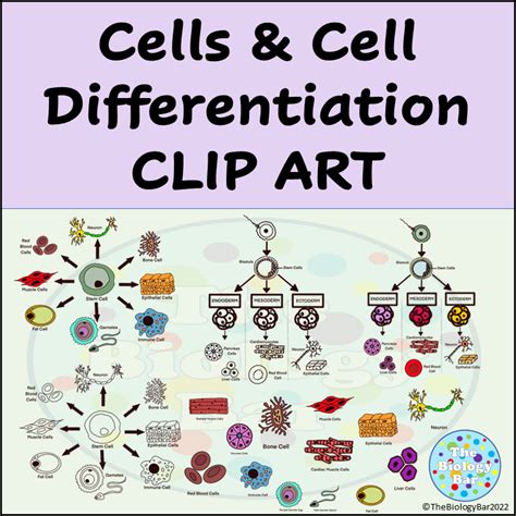 Cells & Cell Differentiation Biology Clip Art | Made By Teachers