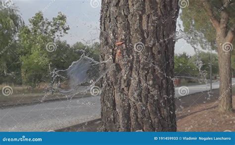 Exploding Trees Video 的图像结果